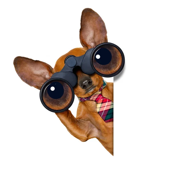 Watching dog with binoculars — Stock Photo, Image