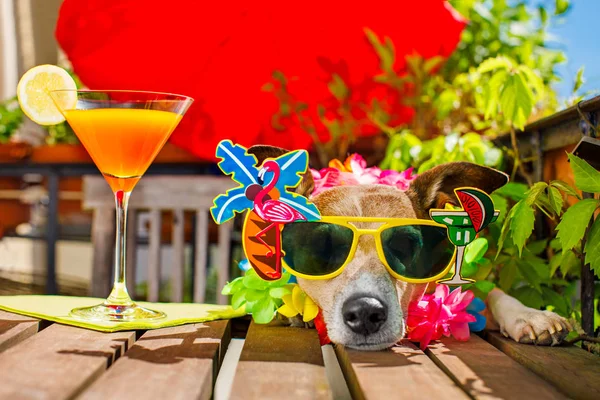 Hangover  dog on summer holidays vacation with headache after co — Stock Photo, Image