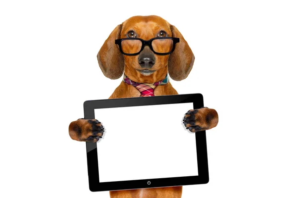 Perro salchicha dachshund en viaje de negocios — Foto de Stock