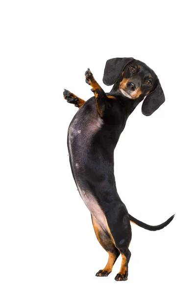 High five pushing dog — Stock Photo, Image