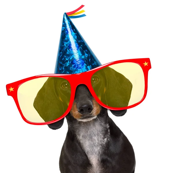 Happy  birthday party dog — Stock Photo, Image