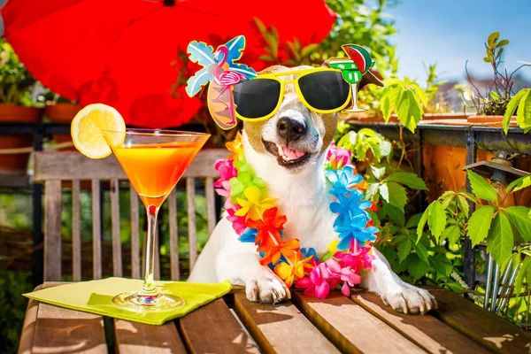 Cocktail drinken hond zomervakantie op balkon — Stockfoto