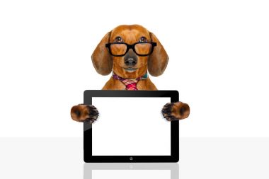 Dachshund sosis köpek iş gezisinde