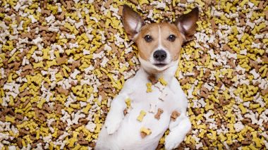 aç köpek büyük gıda Höyük