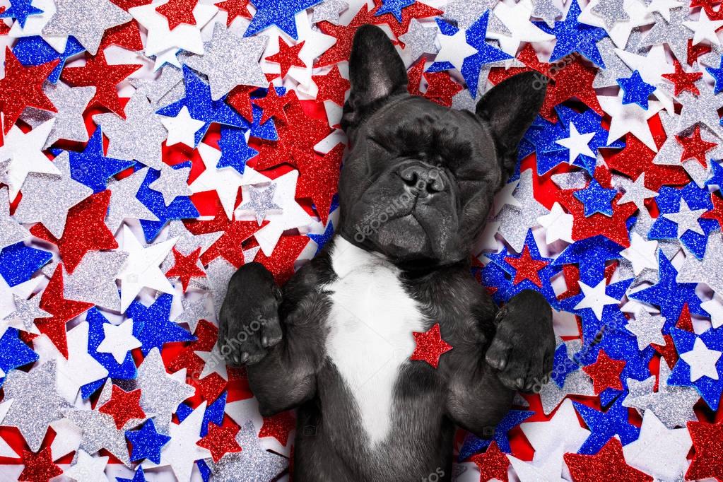 independence day 4th of july dog