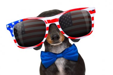 Bağımsızlık günü 4 Temmuz köpek
