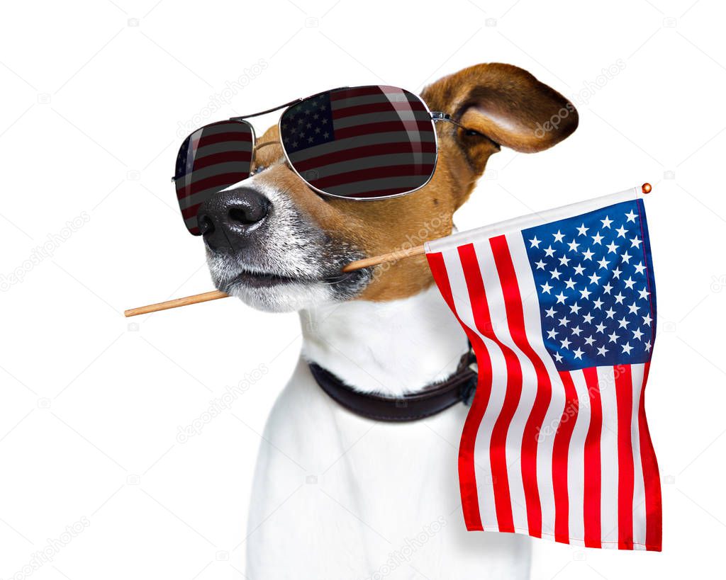 independence day 4th of july dog