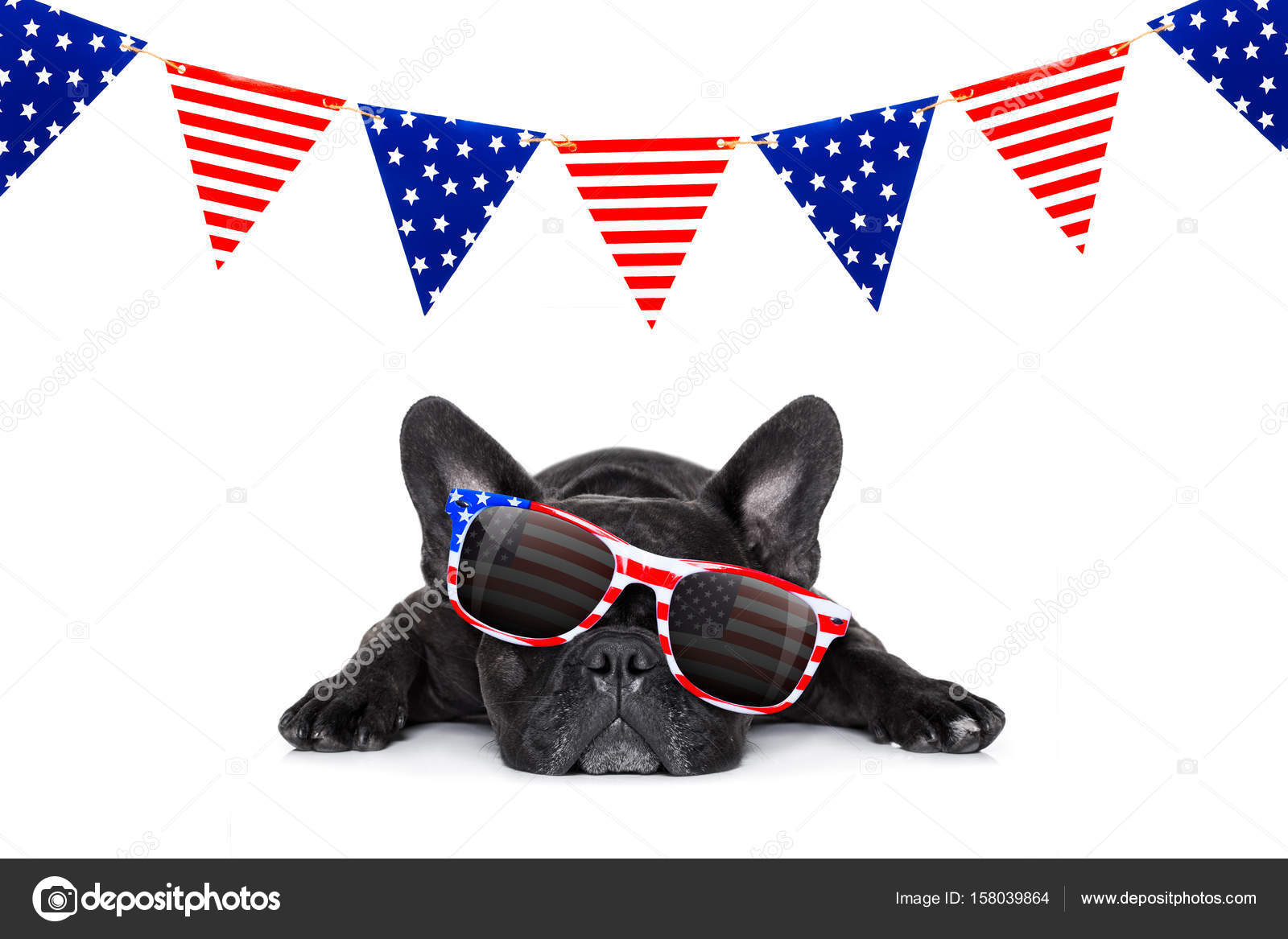 4th of july dog