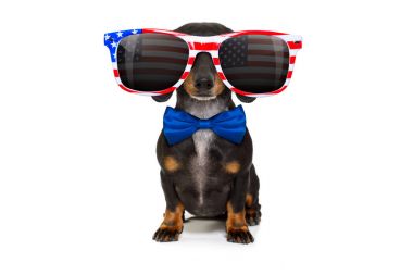Bağımsızlık günü 4 Temmuz köpek