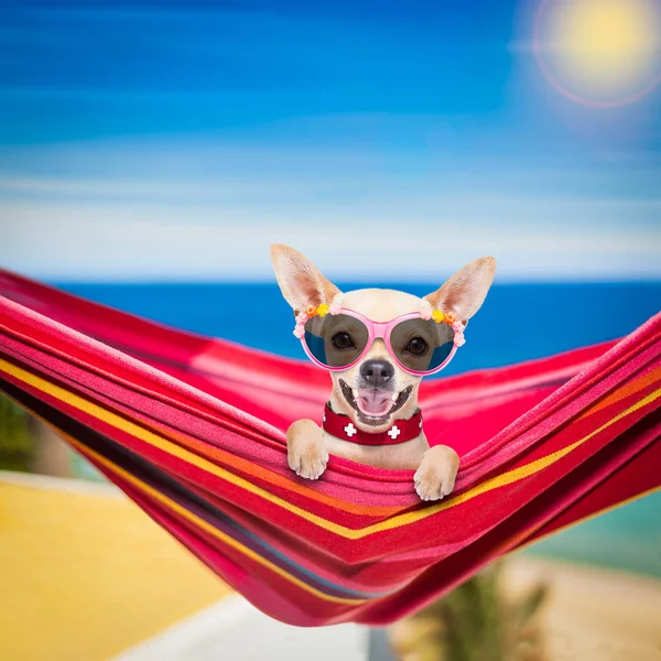 Hond op hangmat in de zomer — Stockfoto