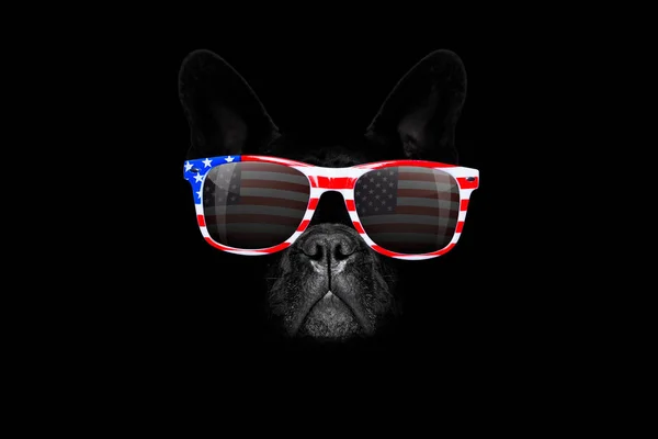 A függetlenség napja július kutya 4. — Stock Fotó