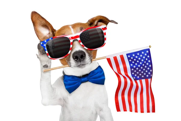 Dog listening on 4th of july Royalty Free Stock Photos