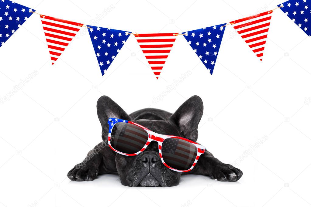 independence day 4th of july dog