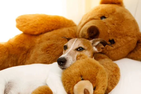 Cão acolhedor na cama com ursinho de pelúcia — Fotografia de Stock