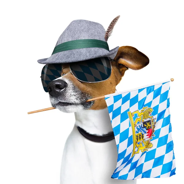 Bavarois bière chien festival — Photo