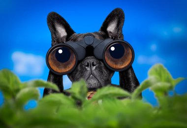 köpek dürbünle izliyor