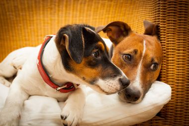 iki köpek aşık Çift