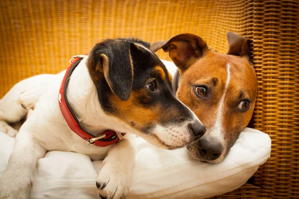 Couple of two dogs in love — Stock Photo, Image