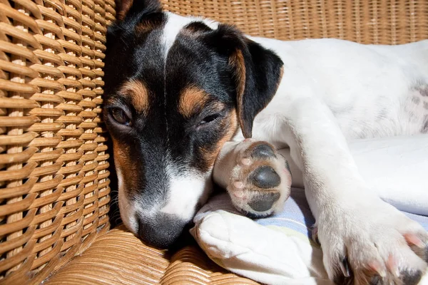 Sonnolenta provato cane a letto — Foto Stock