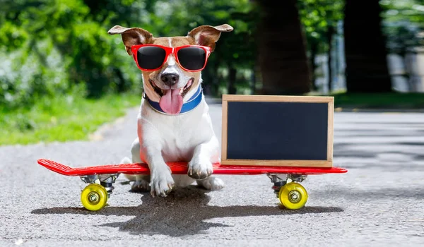 Cão patinador no skate — Fotografia de Stock