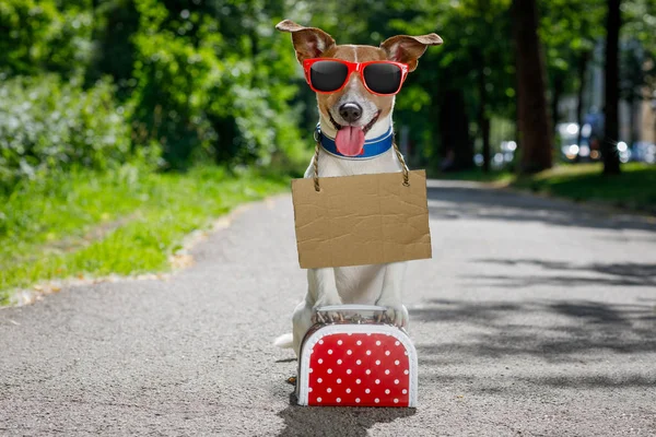 Verlorener und obdachloser verlassener Hund — Stockfoto