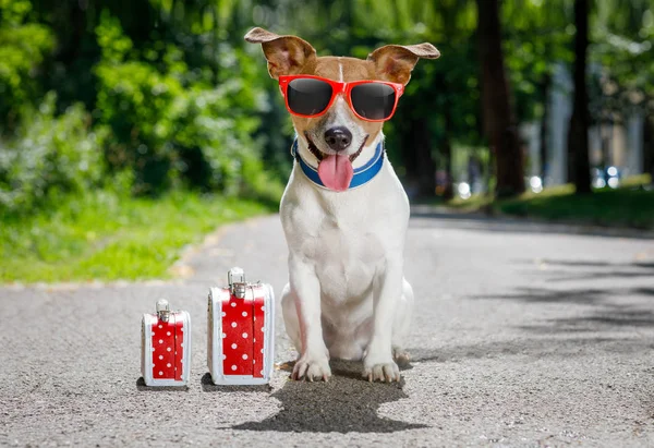 Kayıp ve evsiz terkedilmiş köpek — Stok fotoğraf