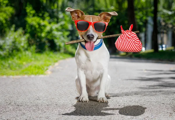 Verlorener und obdachloser verlassener Hund — Stockfoto