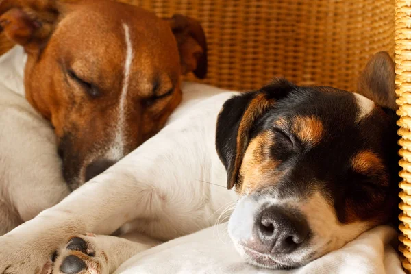 Par av två hundar i kärlek — Stockfoto