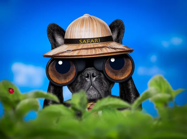 Perro guardián con prismáticos — Foto de Stock