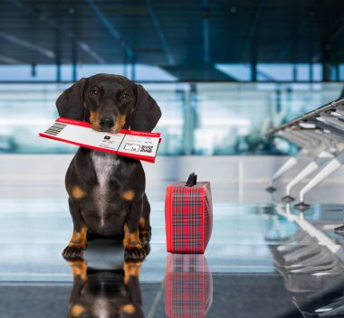 köpek havaalanında tatile terminal