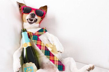 sarhoş akşamdan kalma köpek