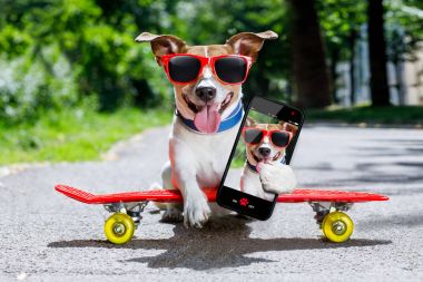 kaykaycı köpek kaykay üzerinde