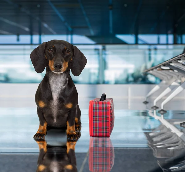Perro en terminal del aeropuerto de vacaciones — Foto de Stock