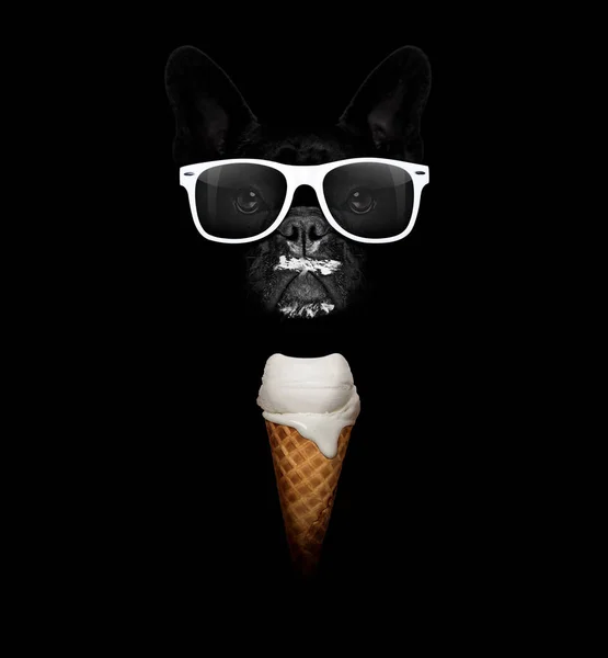 Dog with ice cream — Stockfoto