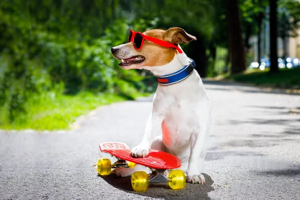 Skaterhund auf Skateboard — Stockfoto