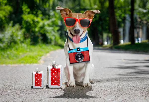 Vacanza estiva cane — Foto Stock