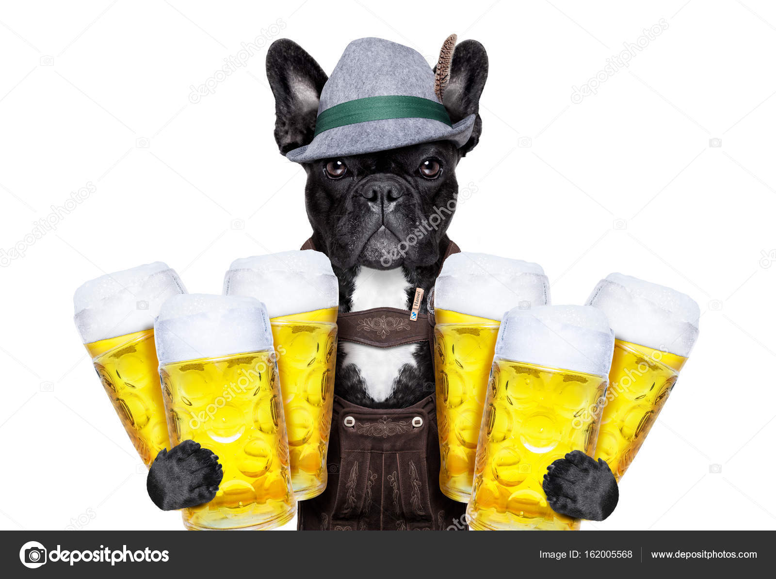 Bayerischer Bierhund Stockfotografie lizenzfreie Fotos © damedeeso