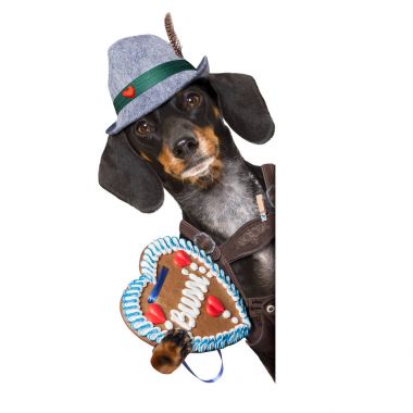 Bavyera bira köpek 