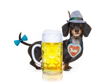 Bavyera bira köpek 