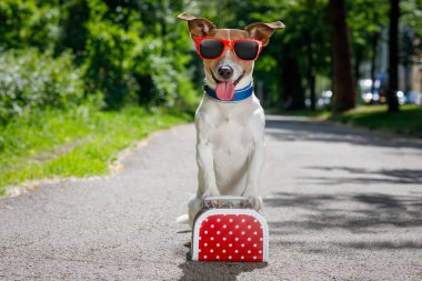 kayıp ve evsiz terkedilmiş köpek