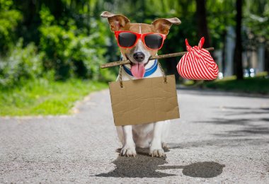 kayıp ve evsiz terkedilmiş köpek