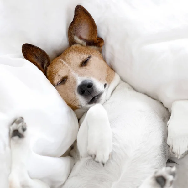 Sick ill or sleeping dog — Stock Photo, Image