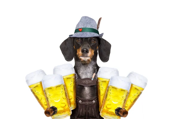 Bavyera bira köpek — Stok fotoğraf