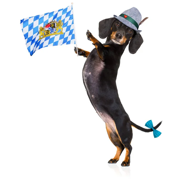 Bavarian beer dog — Stock Photo, Image