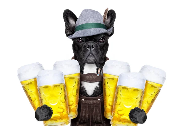 バイエルンのビールの犬 — ストック写真