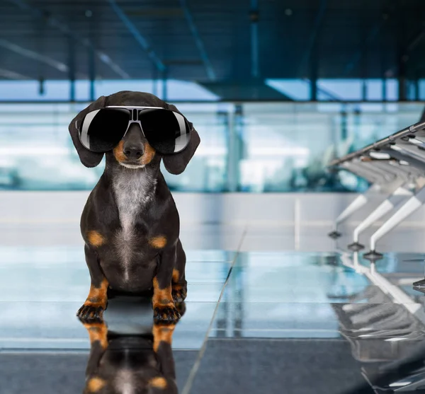 Cão no terminal do aeroporto em férias — Fotografia de Stock