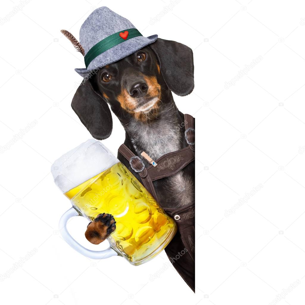 bavarian beer dog 