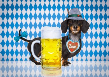 Bavyera bira köpek 