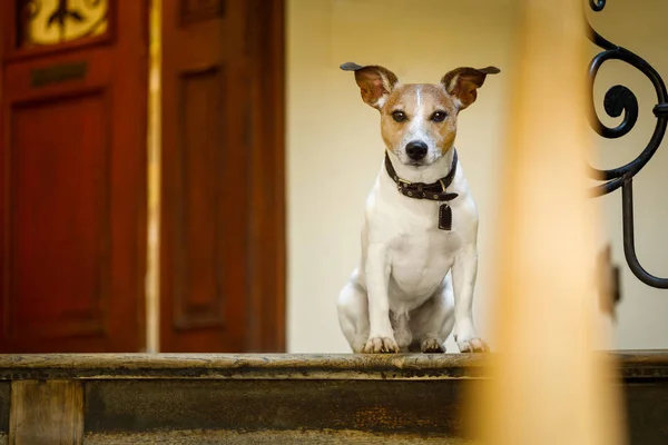 Cane guinzaglio a piedi — Foto Stock