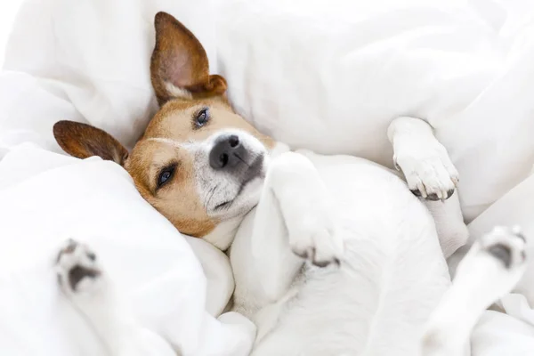 Nemocný nemocný nebo spící pes — Stock fotografie